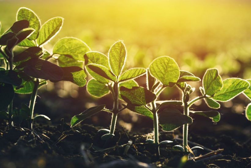 Jak wybierać środki ochrony roślin?