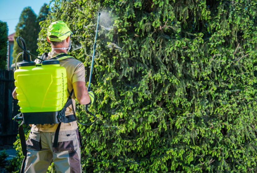 Jak pozbyć się kleszczy z ogrodu